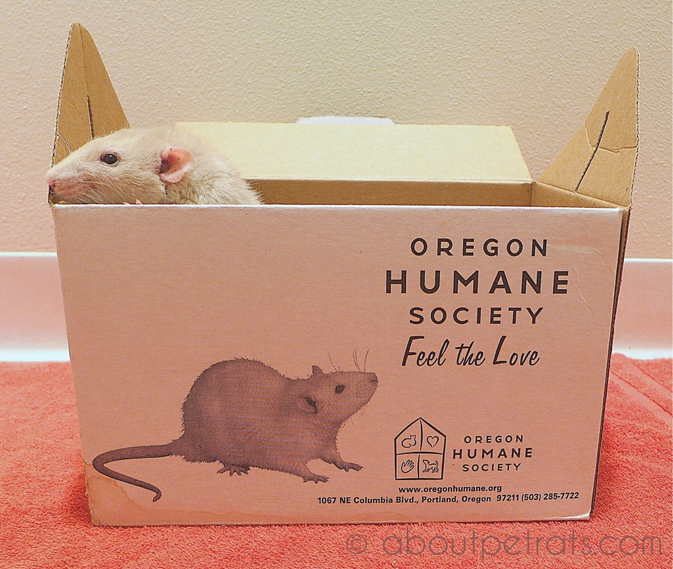 about pet rats, pet rats, pet rat, rats, rat, fancy rats, fancy rat, ratties, rattie, pet rat care, pet rat info, pet rat information, pet rat adoption, pet rat from humane society, oregon humane society, OHS