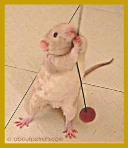 about pet rats, pet rats, pet rat, rats, rat, fancy rats, fancy rat, ratties, rattie, pet rat care, pet rat info, pet rat information, pet rat play, pet rat playing