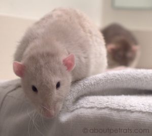 about pet rats, pet rats, pet rat, rats, rat, fancy rats, fancy rat, ratties, rattie, pet rat care, pet rat info, pet rat information