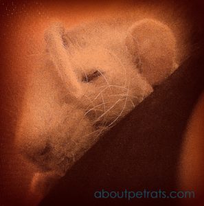 about pet rats, pet rats, pet rat, rats, rat, fancy rats, fancy rat, ratties, rattie, pet rat care, pet rat info, pet rat information, pet rat tail, pet rat tails