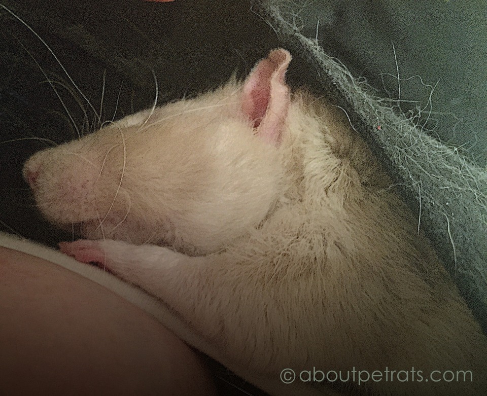 pet rat sleeping, about pet rats, pet rats, pet rat, rats, rat, fancy rats, fancy rat, ratties, rattie, pet rat care, pet rat info, best pet, cute pets