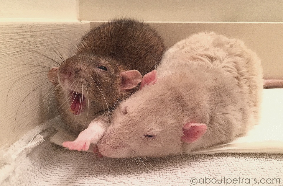 about pet rats, pet rats, pet rat, rats, rat, fancy rats, fancy rat, ratties, rattie, pet rat care, pet rat info, pet rat information, pet rat yawn, pet rat yawning