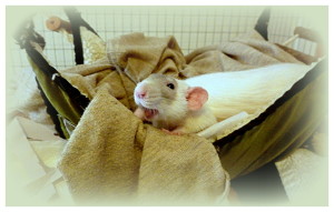 pet rat hammock, pet rat hammocks, pet rat clean cage, about pet rats, pet rats, pet rat, rats, rat, pet rat care, pet rat health, pet rat cage, fancy rats, fancy rat, ratties, rattie, pet rat info