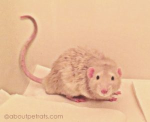 about pet rats, pet rats, pet rat, rats, rat, fancy rats, fancy rat, ratties, rattie, pet rat care, pet rat info, pet rat information