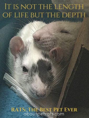 pet rat lifespans