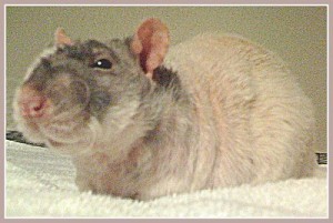 Dean, a Double Rex rat. Pictured here in a stage where he had a fair amount of fur. Throughout a Double Rex rat's life, they have shifting patterns of baldness. They also have curly whiskers