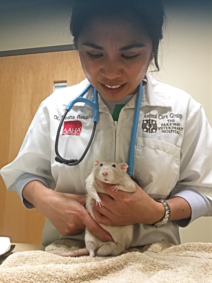 when pet rats bite veterinarians can help determine the cause