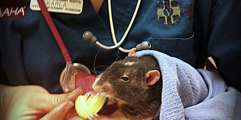 pet rat veterinarian