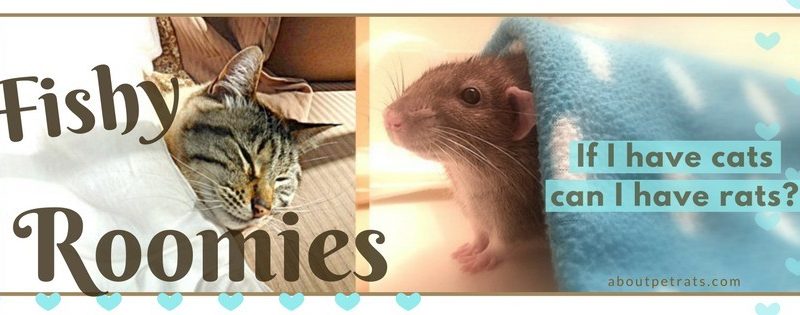 about pet rats, pet rats, pet rat, rats, rat, fancy rats, fancy rat, ratties, rattie, pet rat care, pet rat info, pet rat information, rats and cats, pet rats and cats, rats & cats, can cats get along with rats?, is it safe to have rats with cats?, is it okay to have both rats and cats?