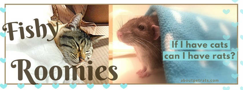 about pet rats, pet rats, pet rat, rats, rat, fancy rats, fancy rat, ratties, rattie, pet rat care, pet rat info, pet rat information, rats and cats, pet rats and cats, rats & cats, can cats get along with rats?, is it safe to have rats with cats?, is it okay to have both rats and cats?