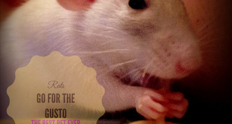 about pet rats, pet rats, pet rat, rats, rat, fancy rats, fancy rat, ratties, rattie, pet rat care, pet rat info, best pet, cute pets, pet rat supplies, pet rat diet, pet rat food, pet rat nutrition