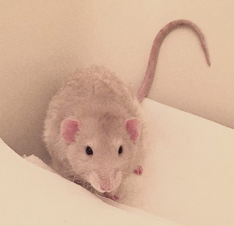 Got Urine? - About Pet Rats