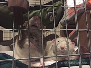 pet rat cage bar spacing
