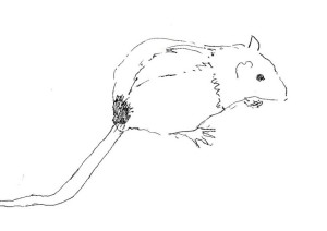 about pet rats, pet rats, pet rat, rats, rat, fancy rats, fancy rat, ratties, rattie, pet rat care, pet rat info, pet rat diet, pet rat nutrition, pet rat food