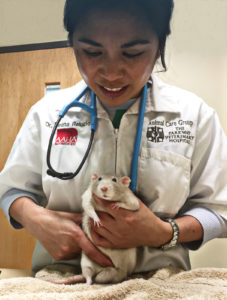 a examination by a veterinarian promotes pet rat health