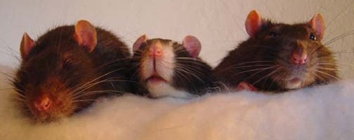 pet rat health, pet rat vet, pet rat vet care, pet rat neuter, about pet rats, pet rats, pet rat, rats, rat, fancy rats, fancy rat, ratties, rattie