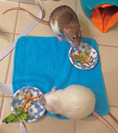 pet rat nutrition