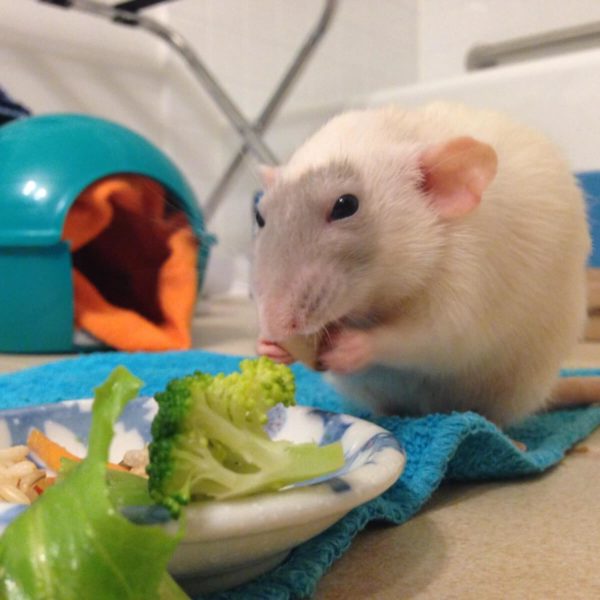 Interior Design For Rat Homes About Pet Rats Interior Design For Rat Homes About Pet Rats
