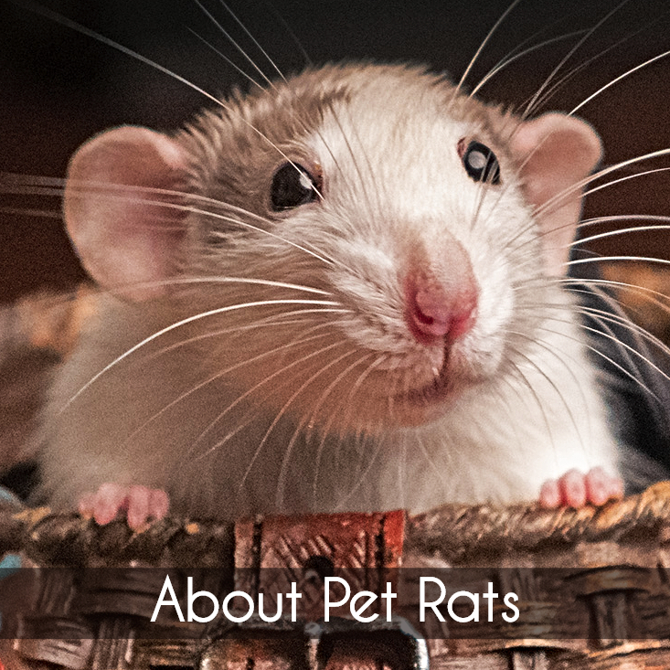 Types of hot sale domestic rats