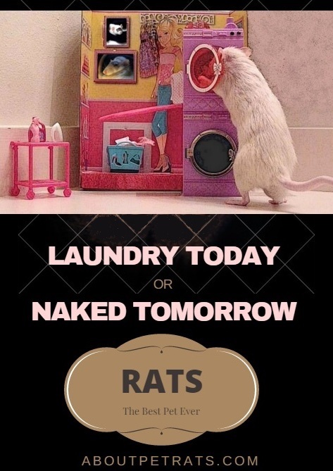 about pet rats, pet rats, pet rat, rats, rat, fancy rats, fancy rat, ratties, rattie, pet rat care, pet rat info, pet rat information, pet rat humor, pet rat tricks