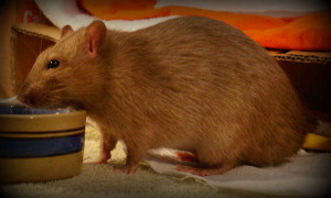 Male rats are frequently larger