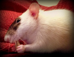 commercial pet rat diets