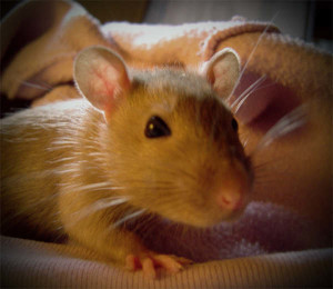 Shy Rats Transformed: from Shy to Social Butterfly - About Pet Rats