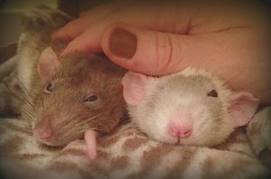 about pet rats, pet rats, pet rat, rats, rat, fancy rats, fancy rat, ratties, rattie, pet rat care, pet rat info, pet rat information, pet rat sitter, pet sitter for rats, pet sitter for pet rats, what do I tell my rat sitter?, travelling with pet rats, road trip with pet rats, can I take my rats on vacation with me?, pet rat health, how to take care of pet rats, how to find a pet sitter for my rats, do I need a pet sitter for my rats?