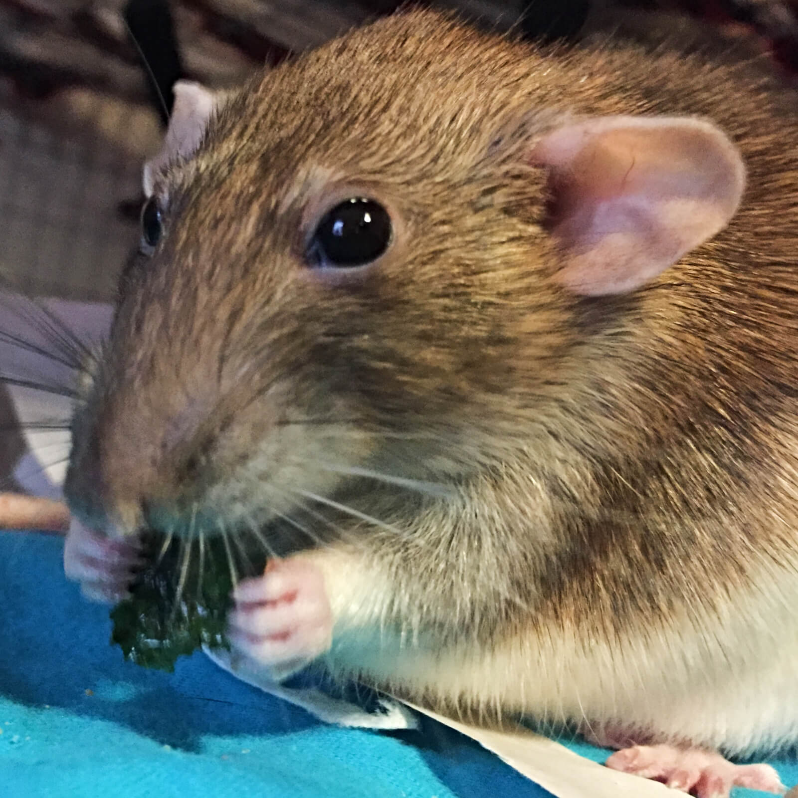pet rat eating seaweed