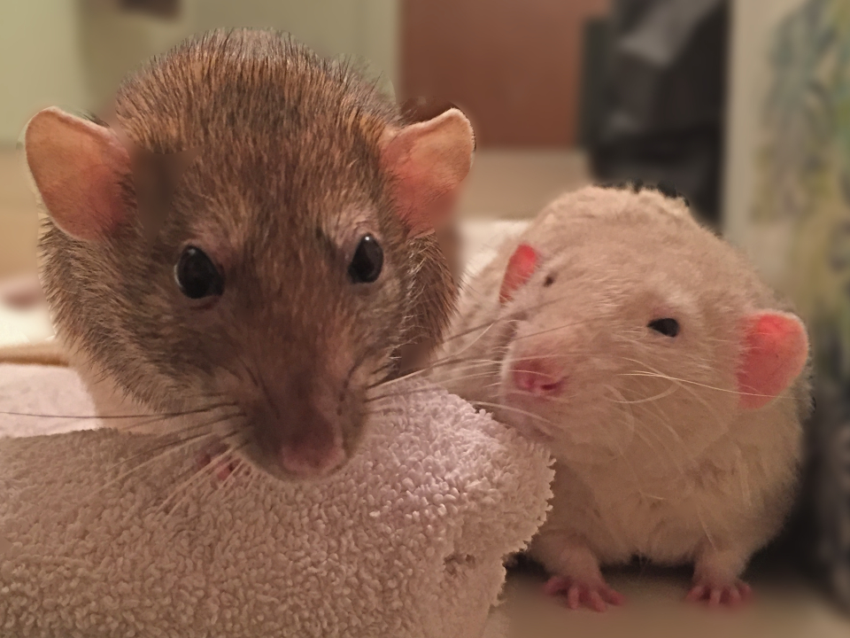 when one pet rat bites they can still learn better habits from non-biting pet rats