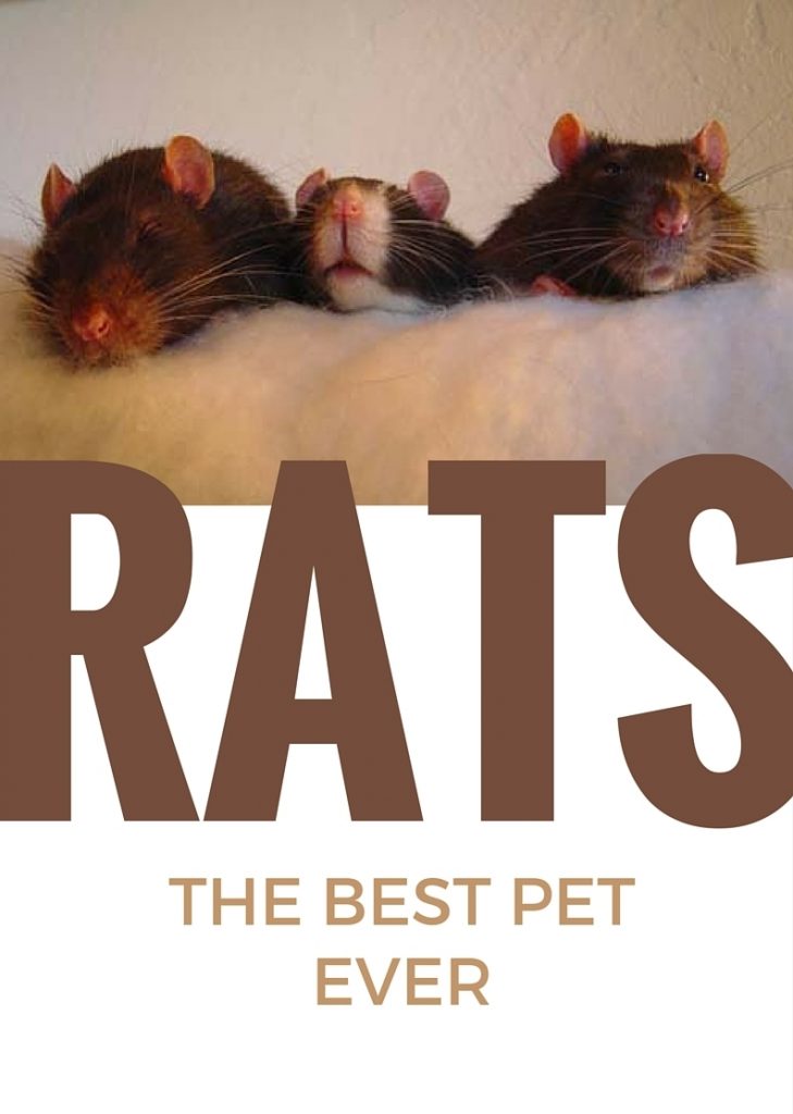 about pet rats, pet rats, pet rat, rats, rat, fancy rats, fancy rat, ratties, rattie, pet rat care, pet rat info, pet rat play, pet rat behavior, pet rat health, best pet, cute pets, pet rat supplies