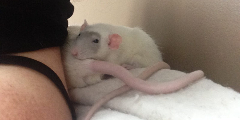 pet rat bonding