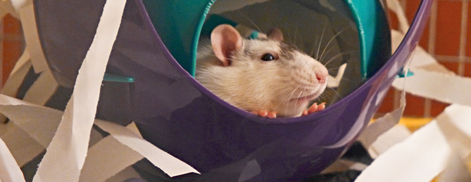 Pet Rat Cage Enrichment - About Pet Rats