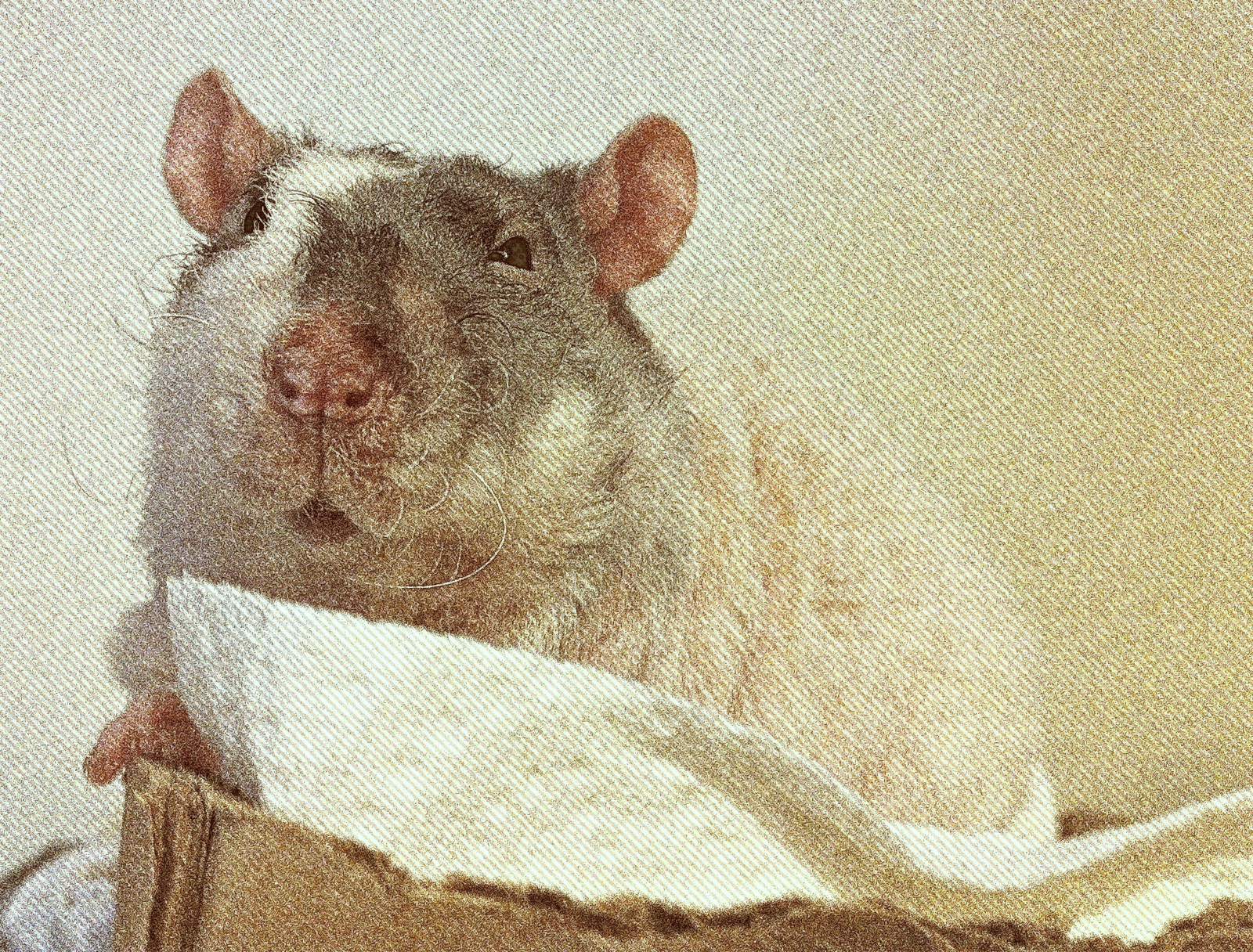 pet rat litter training