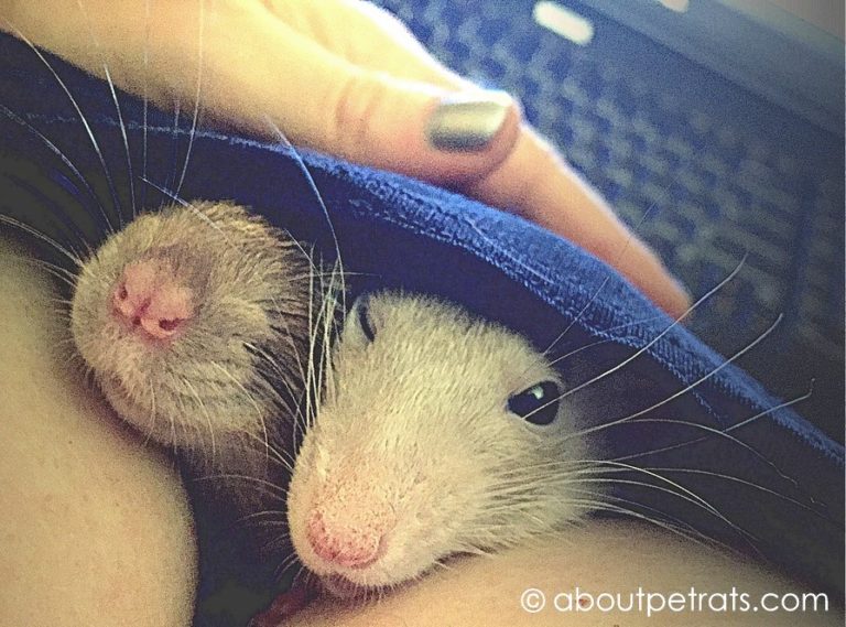 Don't leave pet rats home alone while you travel 7 reasons why About