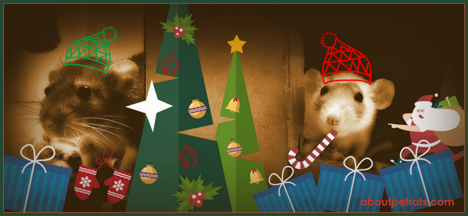 #pet rat christmas #pet rat holiday #pet rat fun #about pet rats #pet rat #pet rats