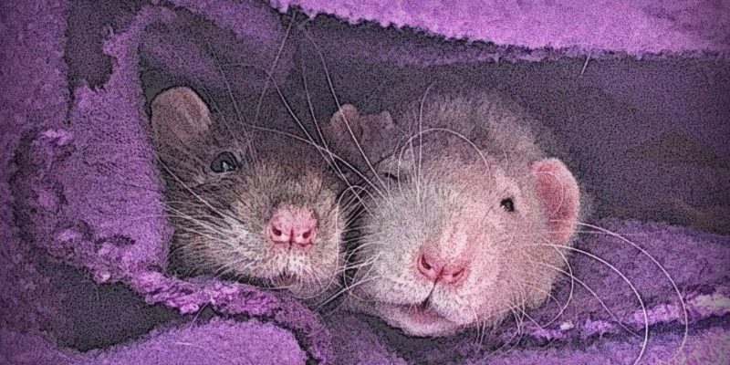 two rats snuggled up together