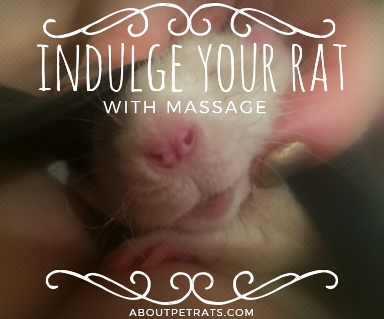 about pet rats, pet rats, pet rat, rats, rat, fancy rats, fancy rat, ratties, rattie, pet rat care, pet rat info, best pet, cute pets, pet rat supplies, pet rat massage