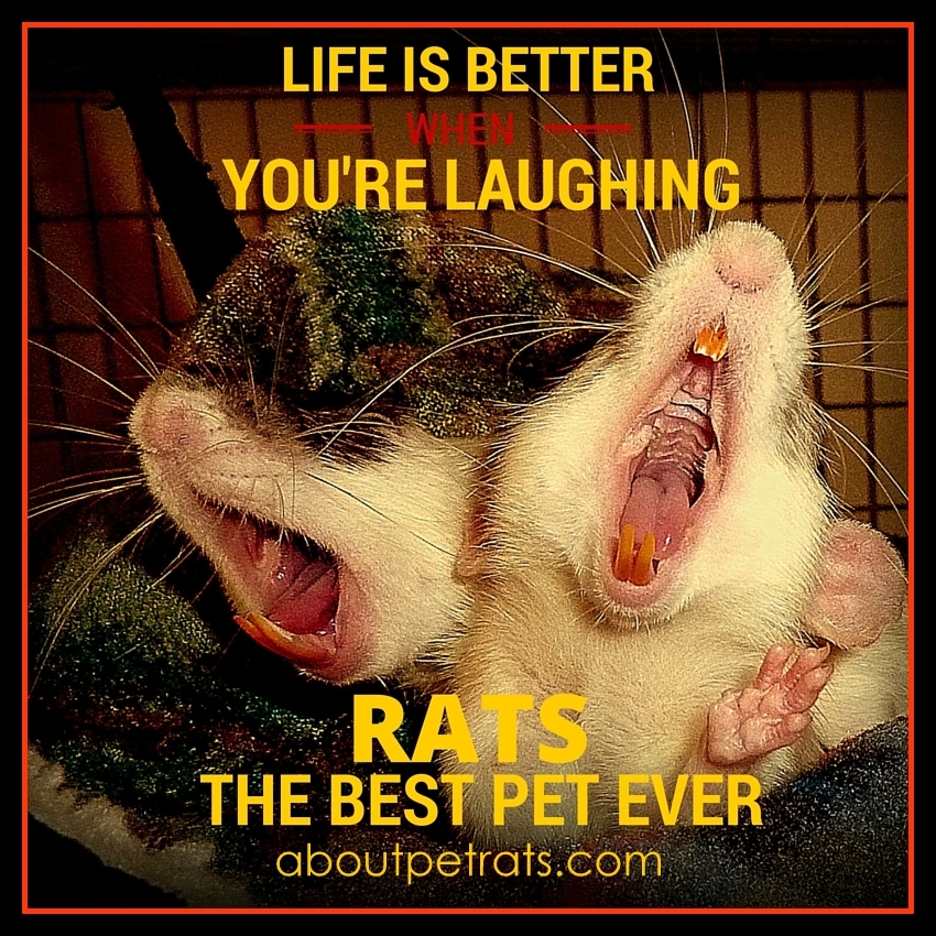 best pet, cutest pet, cute pets, rats make me smile, about pet rats, pet rats, pet rat, rats, rat, fancy rats, fancy rat, ratties, rattie, pet rat info, pet rat care, pet rat supplies,