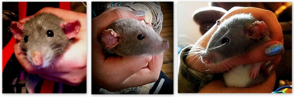 External Parasites - About Pet Rats