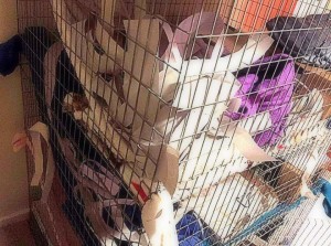 #pet rat bedding #pet rat litter #pet rat litter box training #pet rat care #pet rat cage #rat #rats #aboutpetrats #pet rat #pet rats