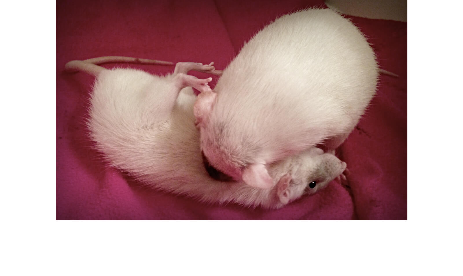 Play, Tiff or Clash? Understanding Pet Rat Relationships - About