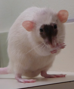 external parasites in pet rats