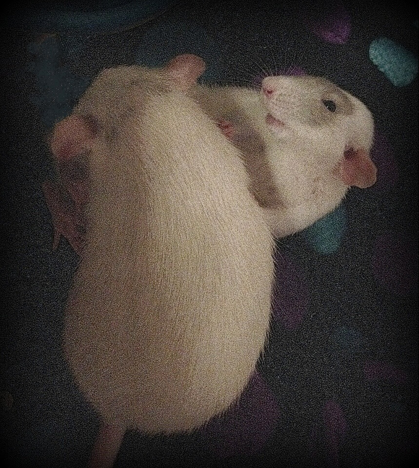 pet rat behavior