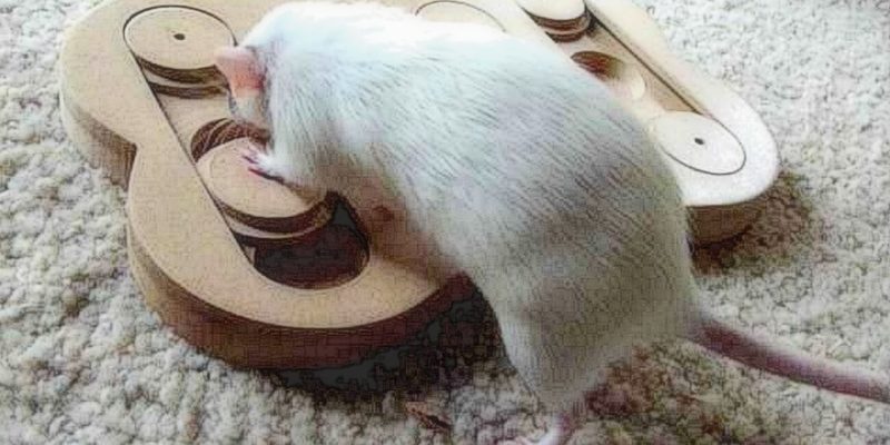 pet rat food puzzle
