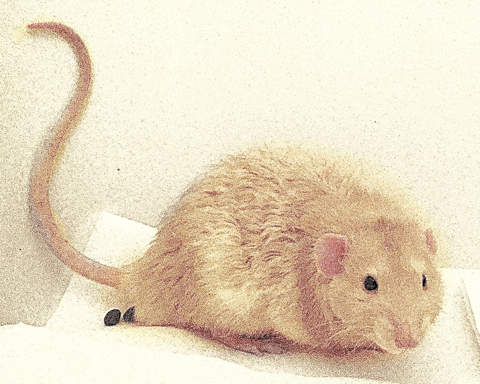 pet rat litter training