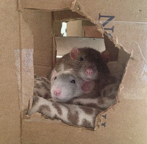 pet rat homes