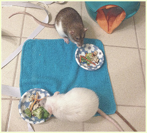 Pet rat travel: Picnic on a hotel bathroom floor