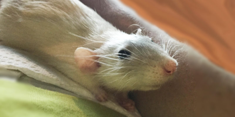 prevent pet rat heatstroke