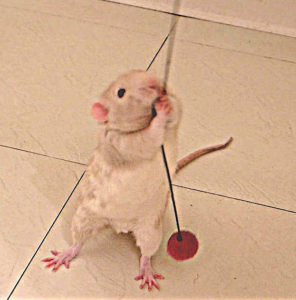 ball on string for pet rat cage enrichment